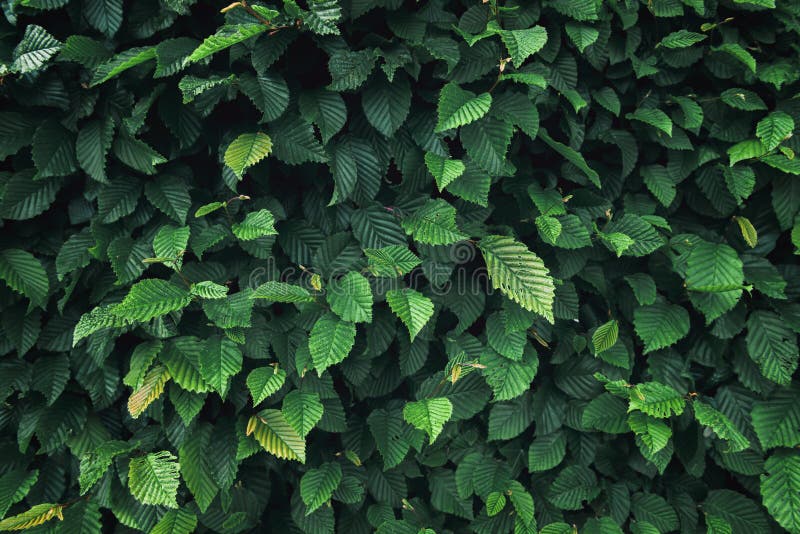 自然植物叶子和常青树背景 绿色叶子种植园纹理 抽象样式和装饰概念库存照片 图片包括有 自然植物叶子和常青树背景 绿色叶子种植园纹理 抽象样式和装饰概念库存照片 图片包括有