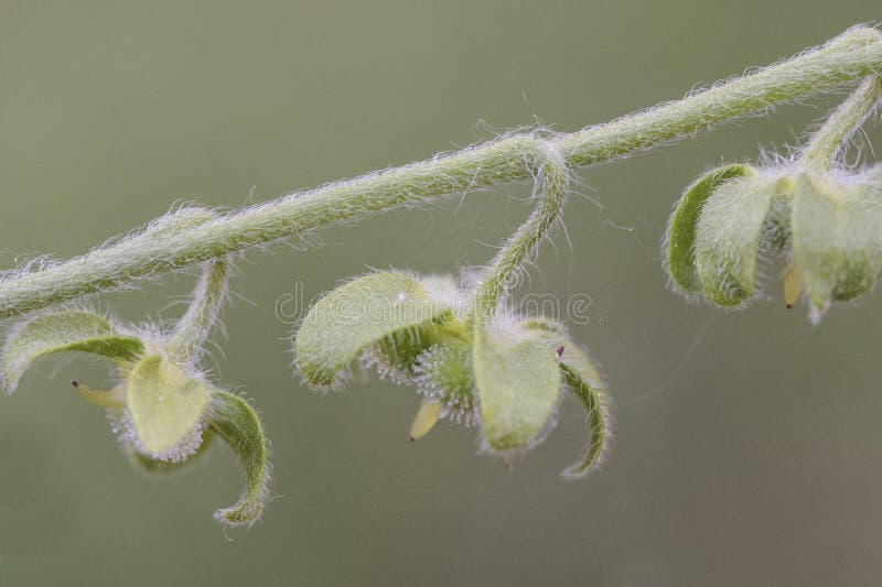 舌齿舌鳎青色小蓝或紫色花脉深 果实绿的中型植物库存图片 图片包括有紫色 五颜六色 特写镜头