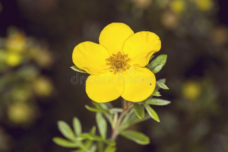 黄色银莲花属花本质上库存图片 图片包括有