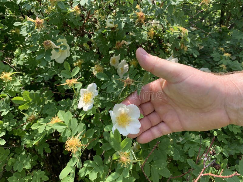 Man S Hand Holds Light Rose 库存照片 图片包括有现有量 从事园艺 Man S Hand Holds Light Rose 库存照片 图片包括有现有量 从事园艺