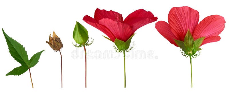 芙蓉花的不同部位 绿叶 芽 干种箱库存图片 图片包括有本质 干燥 工厂 季节 特写镜头