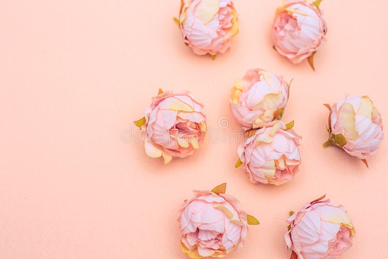 花卉和软背景 粉红色背景中的人造牡丹霜蕾库存照片 图片包括有装饰 绽放 粉红色 设计 女性