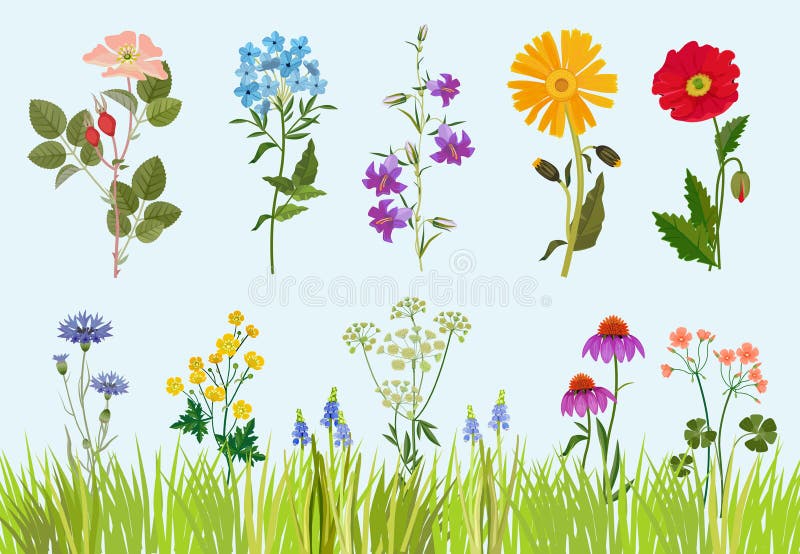 花卉收藏卡通风格的植物野生植物田间草甸矢量图绘制向量例证 插画包括有阿诺德 字段 开花 典雅