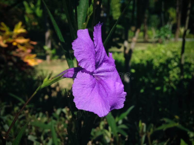 花半夏或墨西哥矮牵牛花在园内的紫花开花库存图片 图片包括有新鲜 宏指令 室外 开花 粉红色