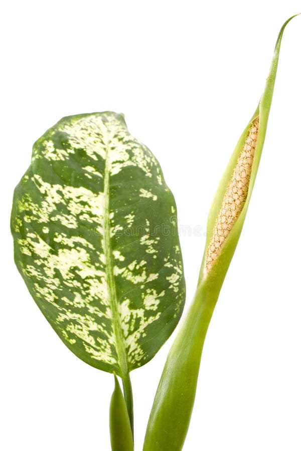 花叶万年青开花库存图片 图片包括有装饰 叶子 察觉 挖掘机 路径 绿色 工作室 植被