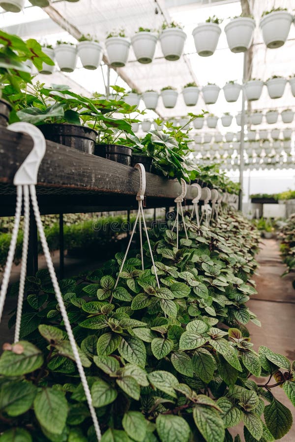 花盆中的植物 温室园艺库存图片 图片包括有橘园 卖花人 苗圃 温室 室内植物 自然 花盆中的植物 温室园艺库存图片 图片包括有橘园 卖花人 苗圃 温室 室内植物 自然