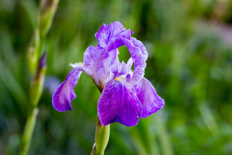 花园绿叶青草背景紫白蓝紫花鸢尾库存图片 图片包括有虹膜 开花的 特写镜头 紫色 花卉 花束 花园绿叶青草背景紫白蓝紫花鸢尾库存图片 图片包括有虹膜 开花的 特写镜头 紫色 花卉 花束