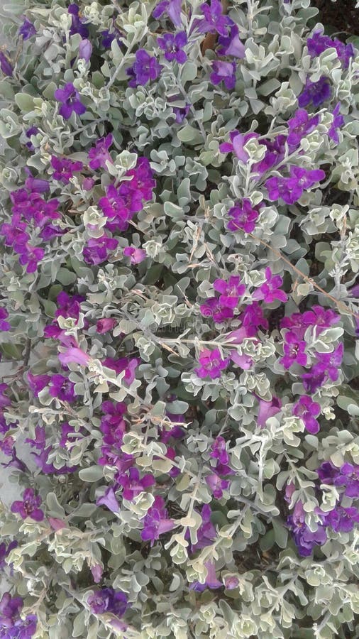 花园里的紫小小花库存图片 图片包括有紫色 微小 开花 少许