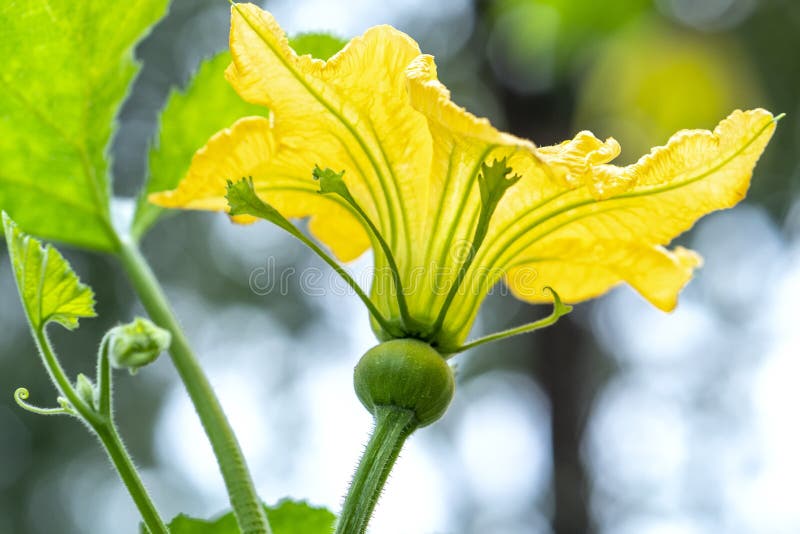 花园里绽放的葫芦花库存图片. 图片包括有健康, 开花的, 绿色, 绿皮胡瓜, 呈杂色, 自然, 黄瓜- 221108857