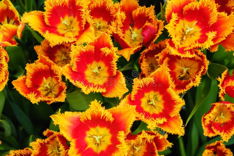 花坛花园夏绿园花库存图片 图片包括有 花坛花园夏绿园花库存图片 图片包括有