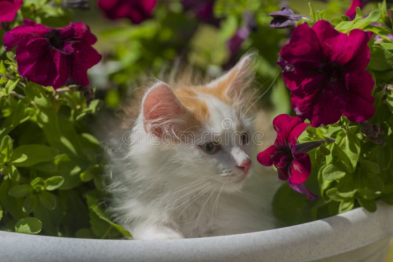 小猫和花库存图片 图片包括有纵向 夏天 可爱 外面 注视 本质 姿势 全部赌注 查找 小猫和花库存图片 图片包括有纵向 夏天 可爱 外面 注视 本质 姿势 全部赌注 查找