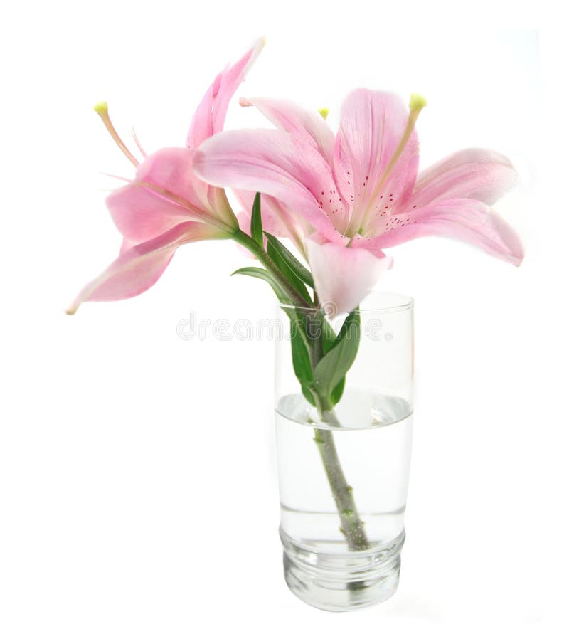 花查出的百合花瓶库存照片 图片包括有开花 招标 花卉 百合 浪漫 虚拟 玻璃 粉红色