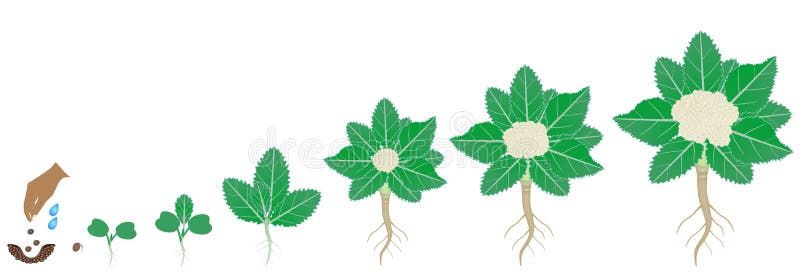 花椰菜植物成长的周期白色背景的向量例证 插画包括有问题的 动画片 距离 题头 可口 圆白菜 花椰菜植物成长的周期白色背景的向量例证 插画包括有问题的 动画片 距离 题头 可口 圆白菜