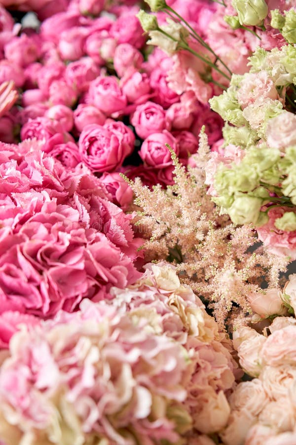 花卉地毯或墙纸桃红色牡丹背景早晨光在屋子里编目的美丽的牡丹花或库存图片 图片包括有春天 一堆