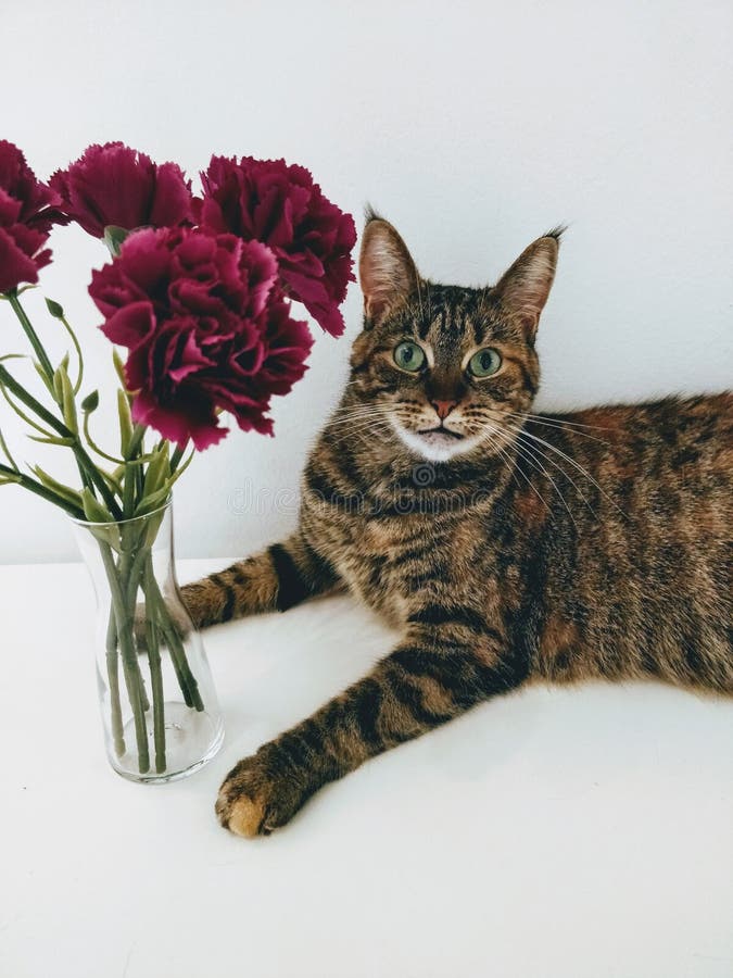 花瓶中奇怪的猫花库存照片 图片包括有开花 毛茸 空白 存在 好奇 敌意 花瓶 逗人喜爱