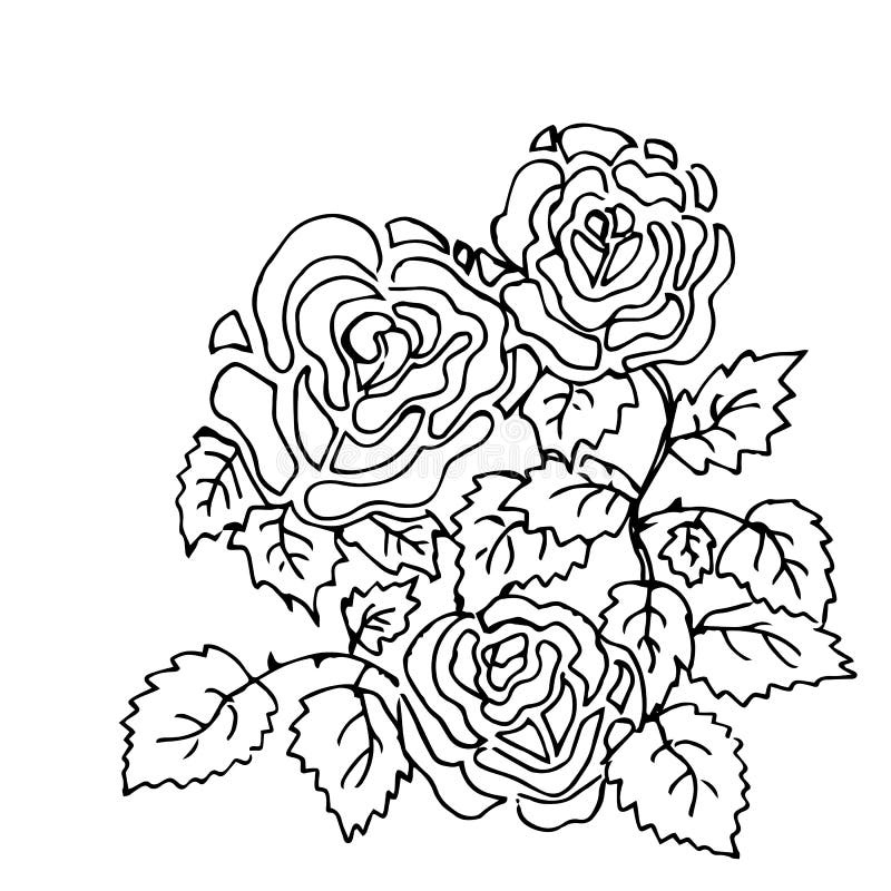 花的美好的夏天样式从玫瑰的装饰在白色背景颜色书在传染媒介例证的时尚向量例证 插画包括有颜色书 在传染媒介例证的时尚