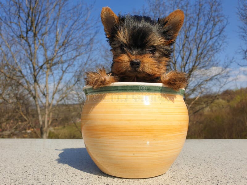 花盆中嬉戏的约克郡梗犬库存图片 图片包括有宠物 成人 似犬 特写镜头 交配动物者 家谱 花盆中嬉戏的约克郡梗犬库存图片 图片包括有宠物 成人 似犬 特写镜头 交配动物者 家谱