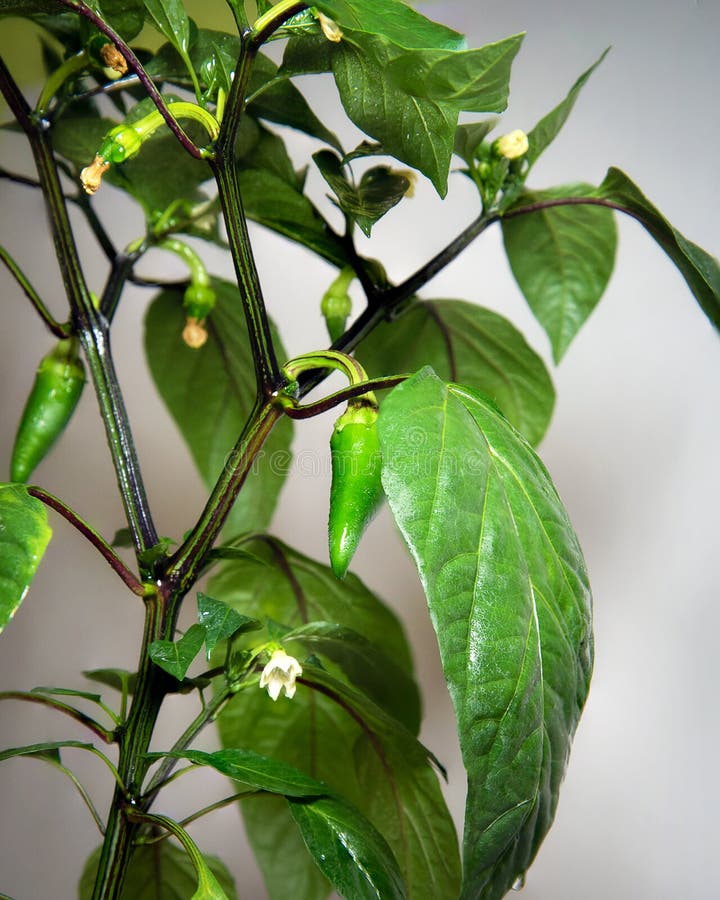 花盆里种着胡椒的绿丛库存照片 图片包括有灌木 从事园艺 温室 增长 原始 厨师 房子 花盆里种着胡椒的绿丛库存照片 图片包括有灌木 从事园艺 温室 增长 原始 厨师 房子
