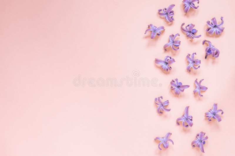 花色柔和的粉色背景凤仙紫花平铺 顶视图 复制空间库存图片 图片包括有