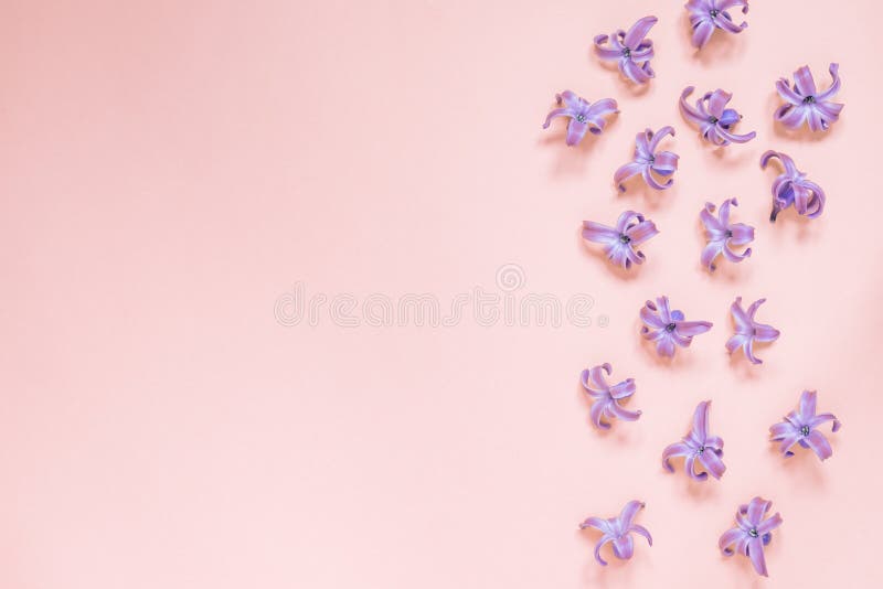 花色柔和的粉色背景凤仙紫花平铺 顶视图 复制空间库存图片 图片包括有 花色柔和的粉色背景凤仙紫花平铺 顶视图 复制空间库存图片 图片包括有