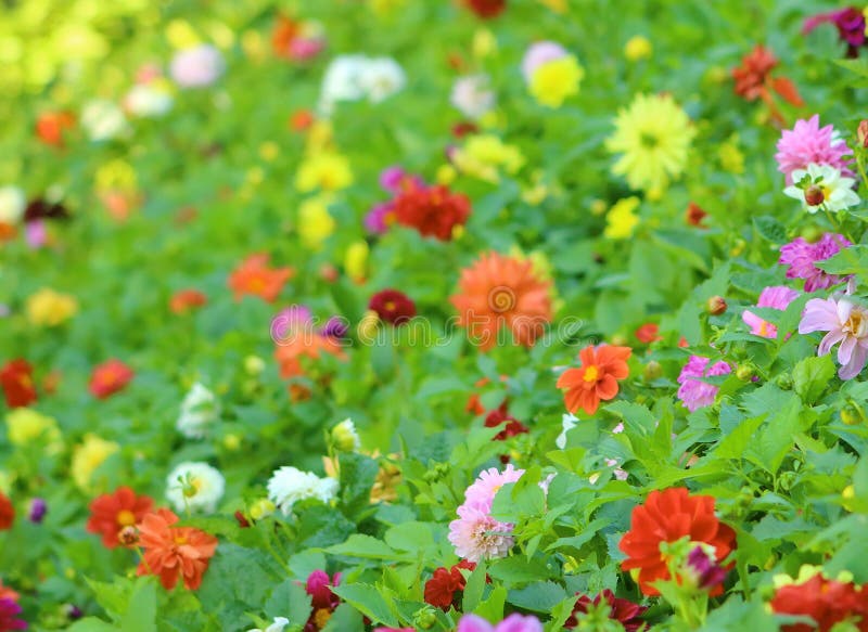 花色背景 春夏花卉自然田 花园壁纸库存照片 图片包括有香味 绿叶 问候 照亮 开花 自然