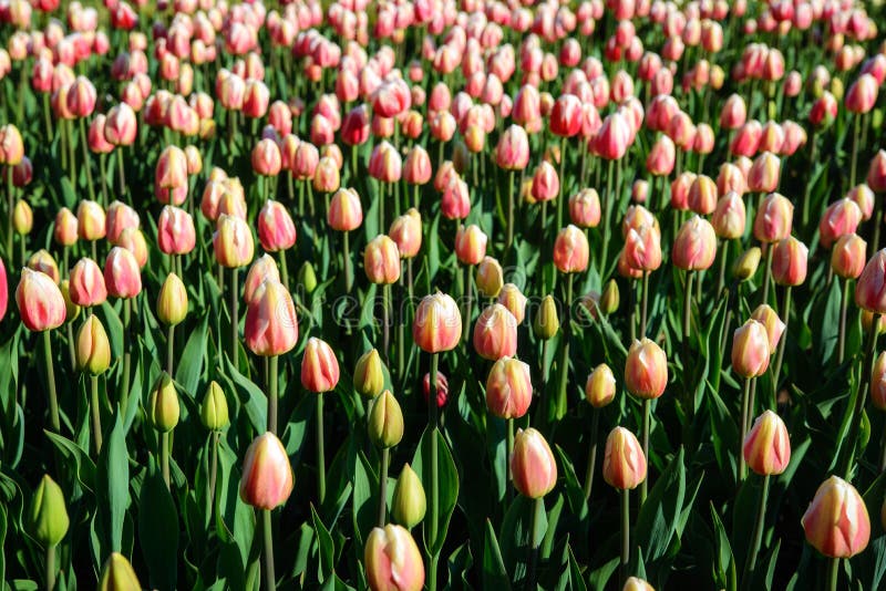 花郁金香背景桃红色郁金香美丽的景色在阳光风景下的在春天库存图片 图片包括有照亮 典雅