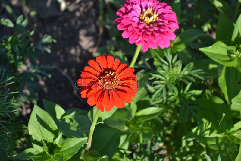 花园艺zinnia 一种年草和多年草属库存图片 图片包括有zinnia 一种年草和多年草属