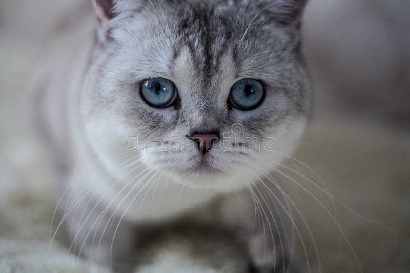 苏格兰猫花色库存图片 图片包括有好奇 小猫 纯血统 愉快 逗人喜爱 折叠 特写镜头 苏格兰猫花色库存图片 图片包括有好奇 小猫 纯血统 愉快 逗人喜爱 折叠 特写镜头