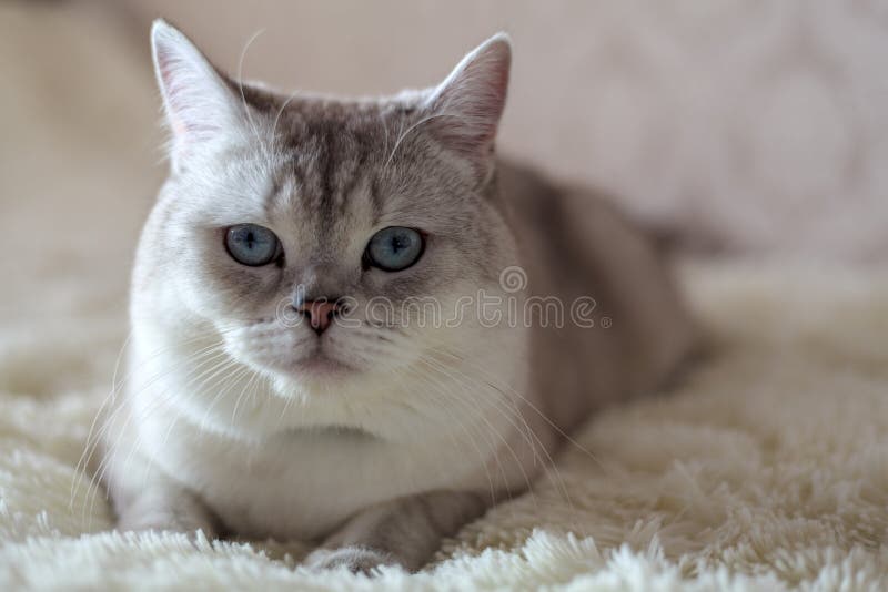 苏格兰猫花色库存图片 图片包括有好奇 小猫 纯血统 愉快 逗人喜爱 折叠 特写镜头 苏格兰猫花色库存图片 图片包括有好奇 小猫 纯血统 愉快 逗人喜爱 折叠 特写镜头