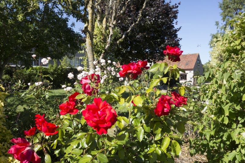 英国玫瑰园库存图片 图片包括有本质 英语 玻色子 季节性 五颜六色 天空 乡下 国家 地区