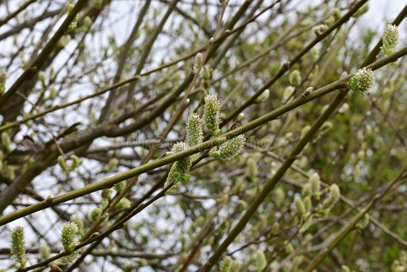 英国诺福克郡猫柳灰柳红柳库存照片 图片包括有灰色 英国 灌木 垄沟 陆运 男性 团结