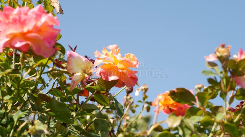 英语玫瑰园 天文花背景 花蜜 玫瑰花特写库存照片 图片包括有英语 开花的 花蜜 昆虫