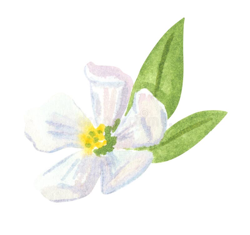苹果或樱花 手绘水彩插图库存例证 插画包括有设计 成份 颜色 绿色 秋天 开花 装饰