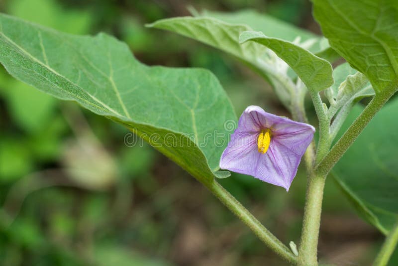 茄子或茄子花热带植物花闭合库存照片 图片包括有本地出产 草本 颜色 食物 字段 庭院 茄子或茄子花热带植物花闭合库存照片 图片包括有本地出产 草本 颜色 食物 字段 庭院