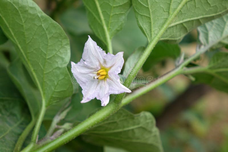 茄子花在庭院里库存图片 图片包括有