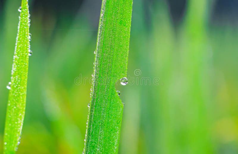 草地上透明的水露 天然绿色背景 水滴在绿色的草上 做壁纸 库存图片 图片包括有草本 结露
