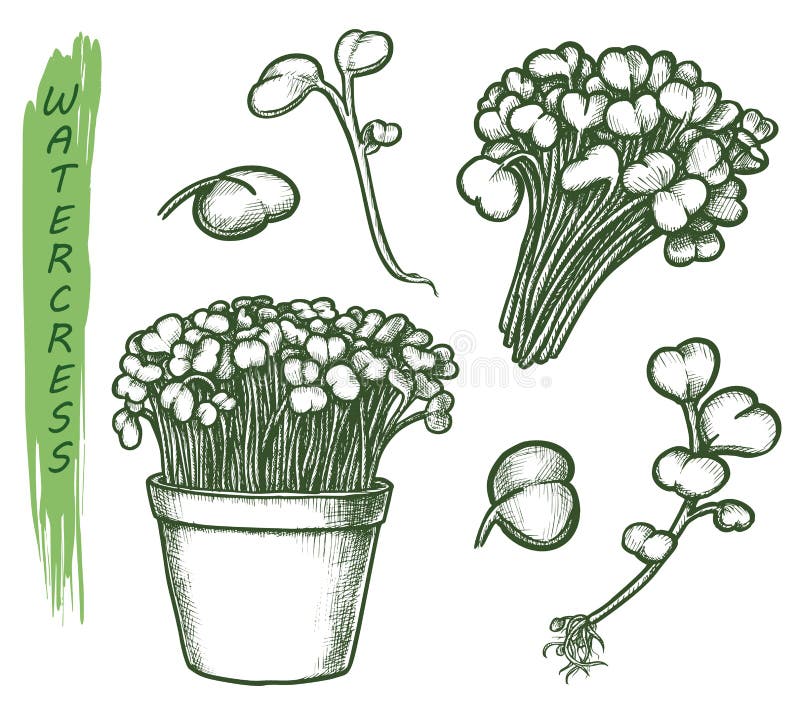 草拟水菜色拉植物 草药食品组向量例证 插画包括有有机 食物 图象 莴苣 现有量 例证