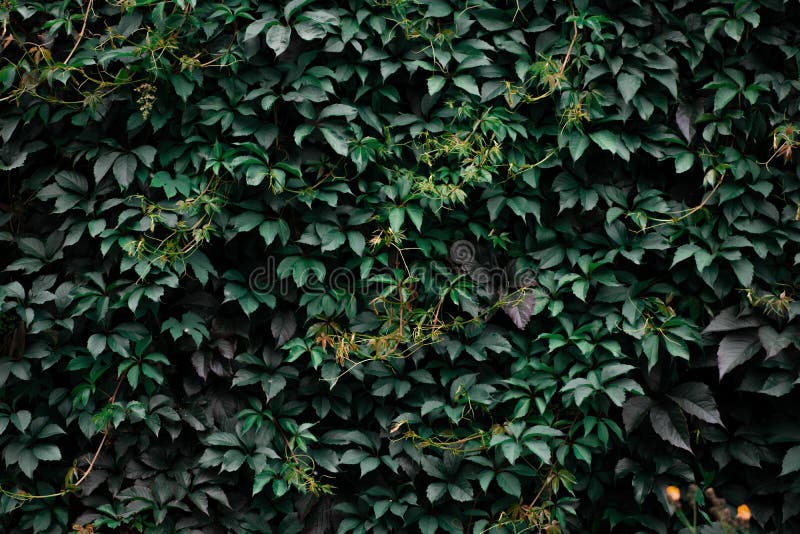 草药墙 植物墙 天然绿色壁纸库存图片 图片包括有装饰 环境 生长 布琼布拉 设计 季节