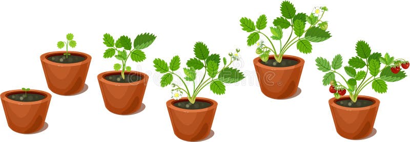 草莓植物成长阶段向量例证 插画包括有耕种 果子 有裂片 绽放 工厂 教育 图画 花卉 草莓植物成长阶段向量例证 插画包括有耕种 果子 有裂片 绽放 工厂 教育 图画 花卉