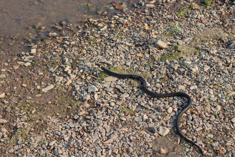 草蛇 欧洲无毒性的蛇在自然生态环境库存图片 图片包括有草蛇 欧洲无毒性的蛇在自然生态环境