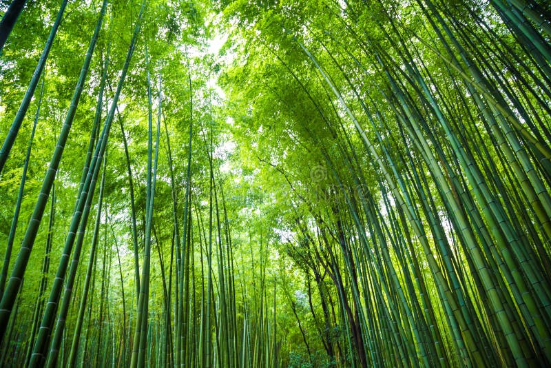 荒山京都的绿竹林背景库存照片 图片包括有玻色子 中国 范围 地标 绿色 背包 抽象
