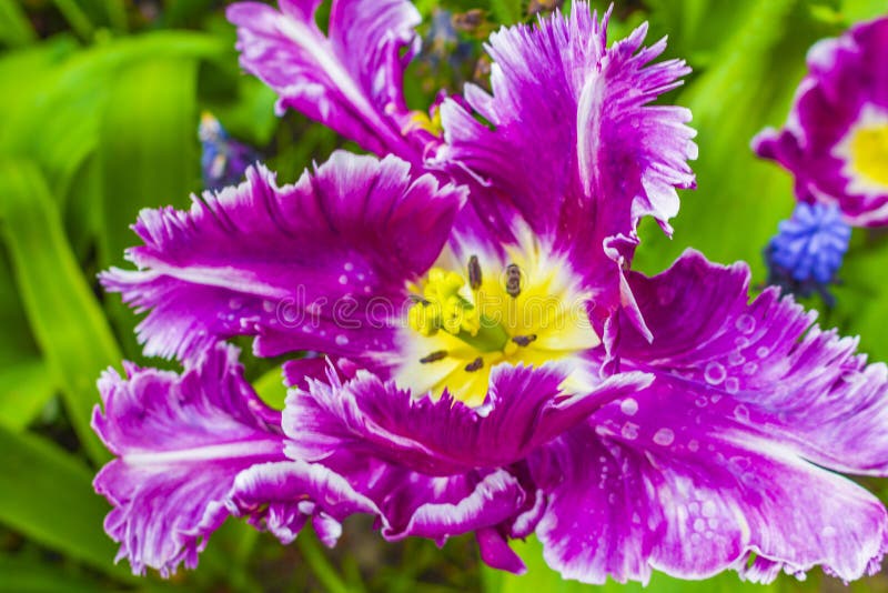 荷兰keukenhof Park Lisse Holland粉色紫色郁金香水仙花库存图片 图片包括有字段 公园