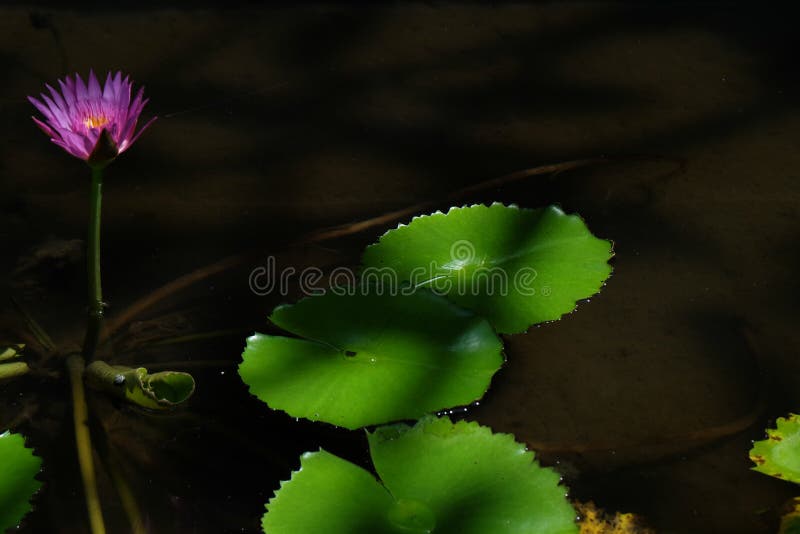 莲花 是在水中增长的花在一些神话和信仰是神圣的花库存照片 图片包括有设计 照亮 庭院 蓝色 莲花 是在水中增长的花在一些神话和信仰是神圣的花库存照片 图片包括有设计 照亮 庭院 蓝色
