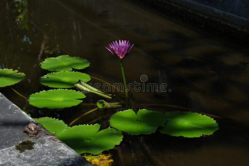 莲花 是在水中增长的花在一些神话和信仰是神圣的花库存照片 图片包括有培养 设计 多数 秋天