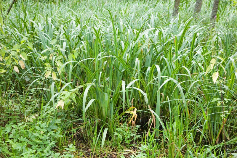 植物羽根库存图片 图片包括有根茎 种子 叶子 甜甜 通配 本质 绿色 标志 工厂 植物羽根库存图片 图片包括有根茎 种子 叶子 甜甜 通配 本质 绿色 标志 工厂