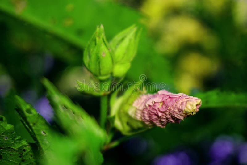 菜园花库存照片 图片包括有植物群 年度 生物反馈 蔬菜 背包 果子 本质 浓汤 工厂