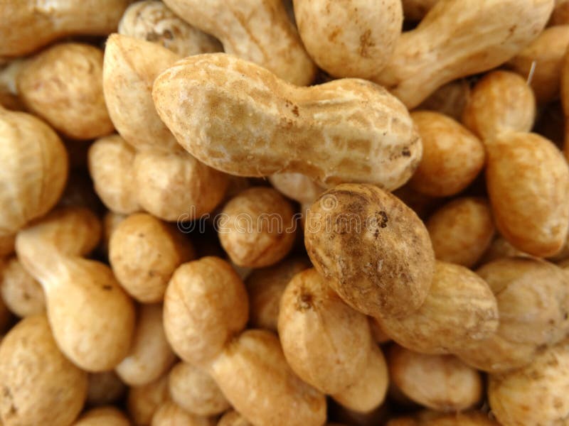 落花生 花生 落花生属hypogaea 库存图片 图片包括有果子 食物 卵形 蔬菜 使用 地下 落花生 花生 落花生属hypogaea 库存图片 图片包括有果子 食物 卵形 蔬菜 使用 地下