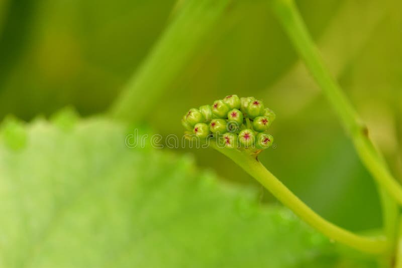 葡萄花芽01 库存照片 图片包括有葡萄酒 庭院 欧洲 自然 绿色 工厂 室外 公用 葡萄花芽01 库存照片 图片包括有葡萄酒 庭院 欧洲 自然 绿色 工厂 室外 公用