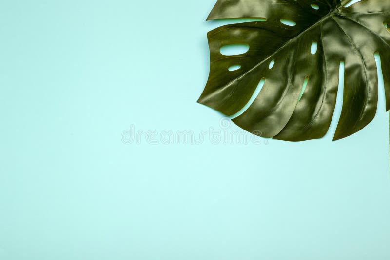 蒙斯特拉叶背景热带丛林棕榈树柔和的背景复制空间库存图片 图片包括有叶状体 位置 叶子 创造性 蒙斯特拉叶背景热带丛林棕榈树柔和的背景复制空间库存图片 图片包括有叶状体 位置 叶子 创造性