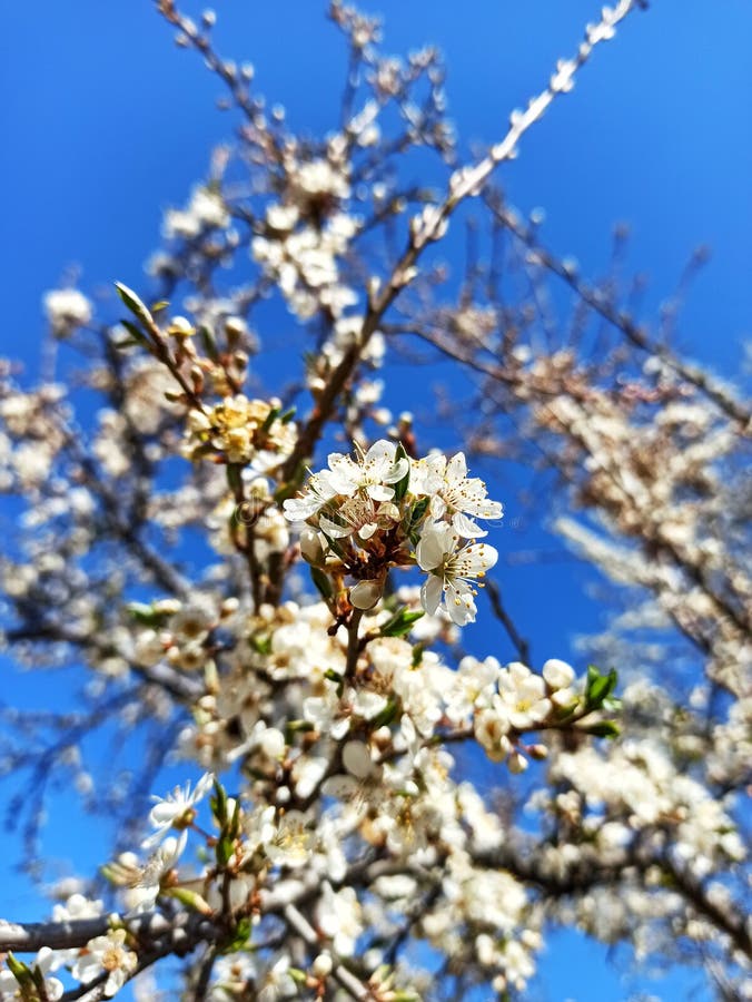 蓝天清澈的春花枝白花自然季节性壁纸库存图片 图片包括有墙纸 空白 春天 结算 结构树